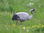 Squidgy - May 2011